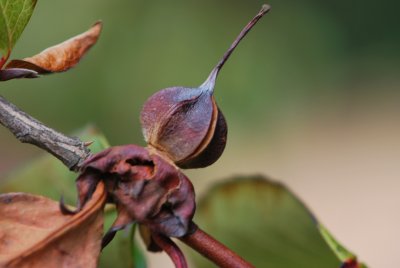 Stewartia sinensis - stewartie čínská - plod